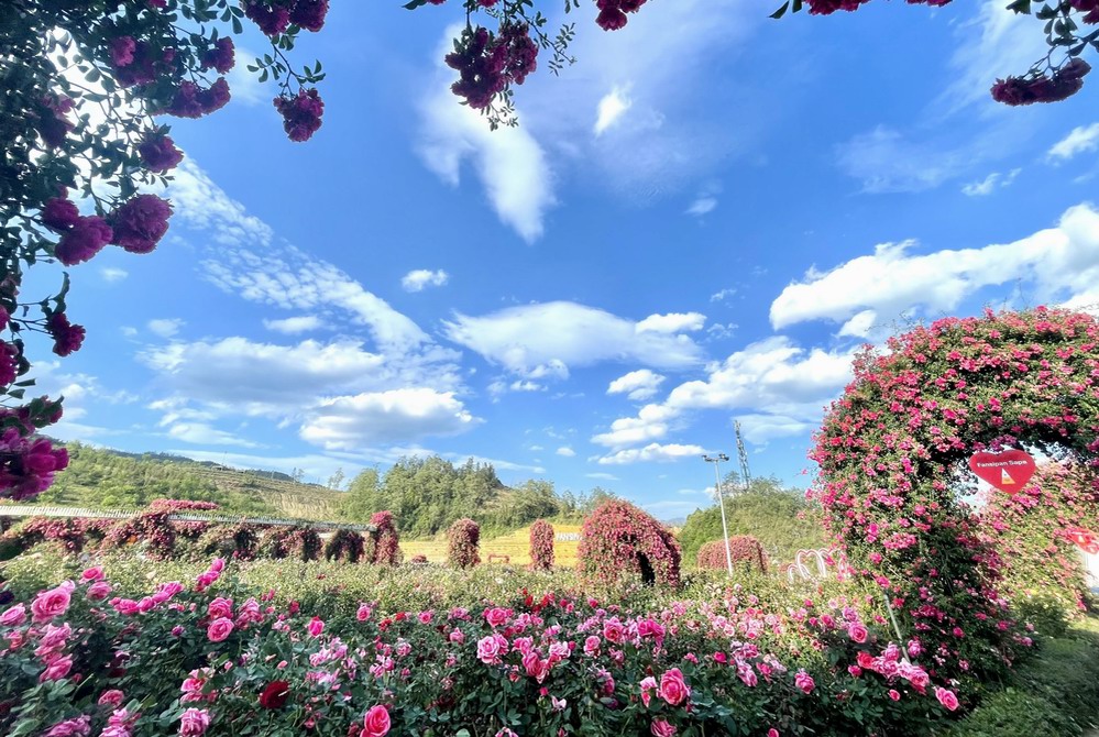 Fansipan Rose Festival 2025 in Sapa