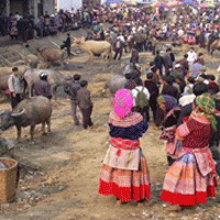 BacHaMarket Sapa Markets
