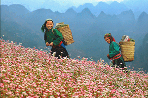 Sapa Tours